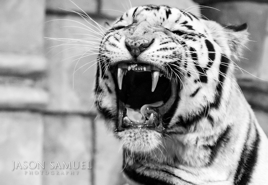 White tiger roaring in black and white